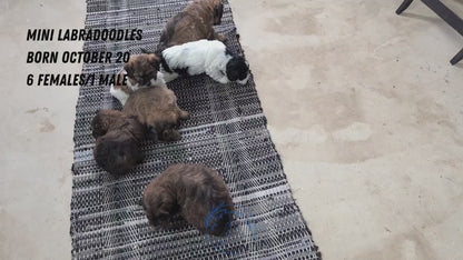 MINI LABRADOODLE (OCT 20) FEMALES