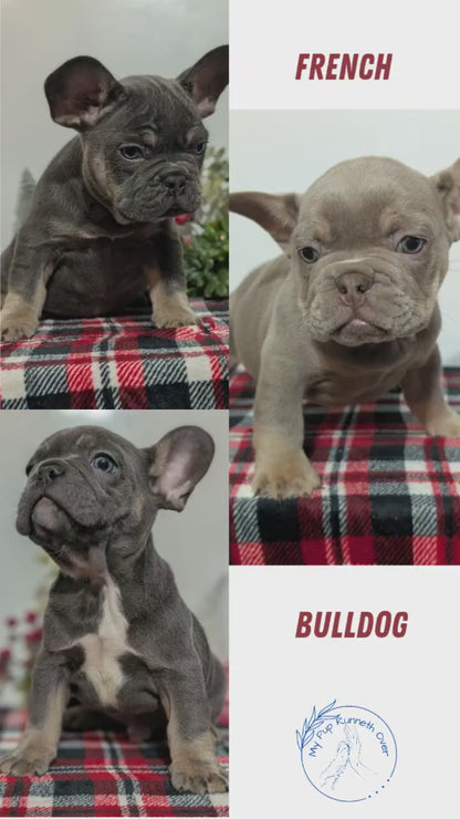 FRENCH BULLDOG (OCT 03) MALES