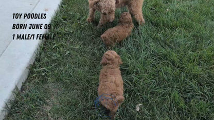 TOY POODLE (JUN 09) MALE