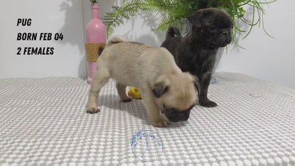 PUG (02/04) FEMALE