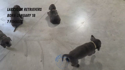 LABRADOR RETRIEVER (JAN 18) FEMALES