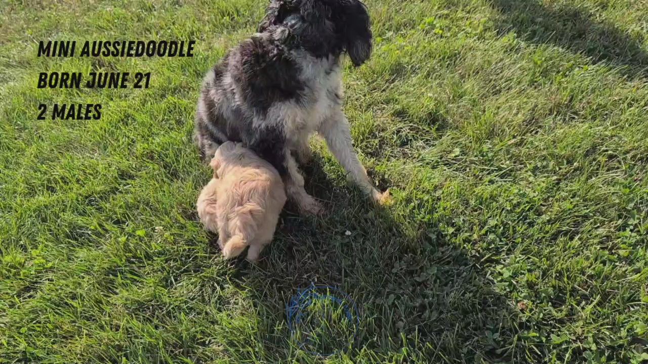 Load video: 