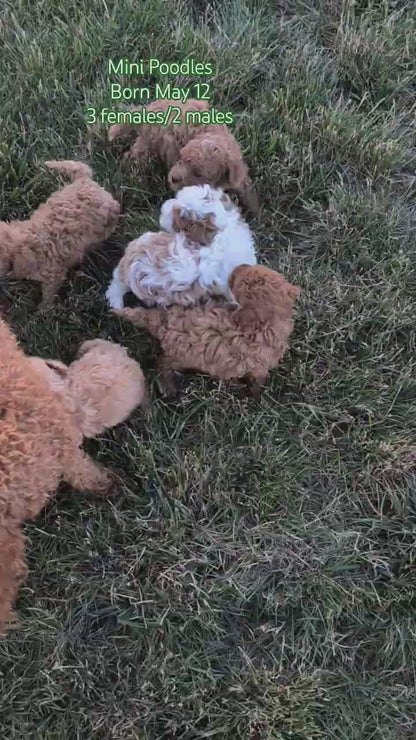 MINI POODLE (MAY 12) FEMALES