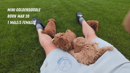 MINI GOLDENDOODLE (03/28) MALE