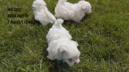 MALTESE (MAY 11) MALES