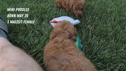MINI POODLE (MAY 20) FEMALE