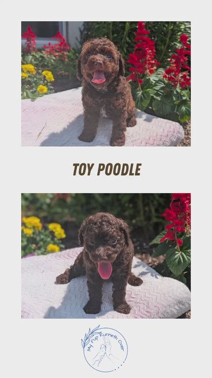 TOY POODLE (06/23) FEMALE