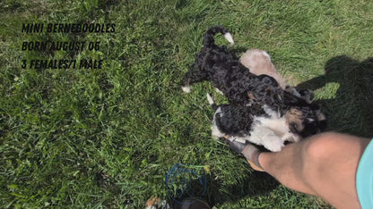 MINI BERNEDOODLE (08/06) FEMALE