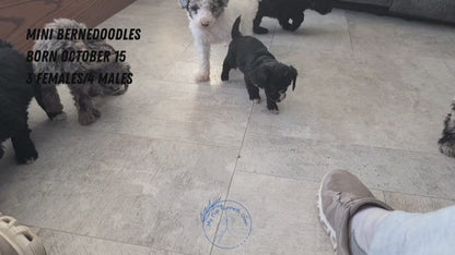 MINI BERNEDOODLE (OCT 15) MALES
