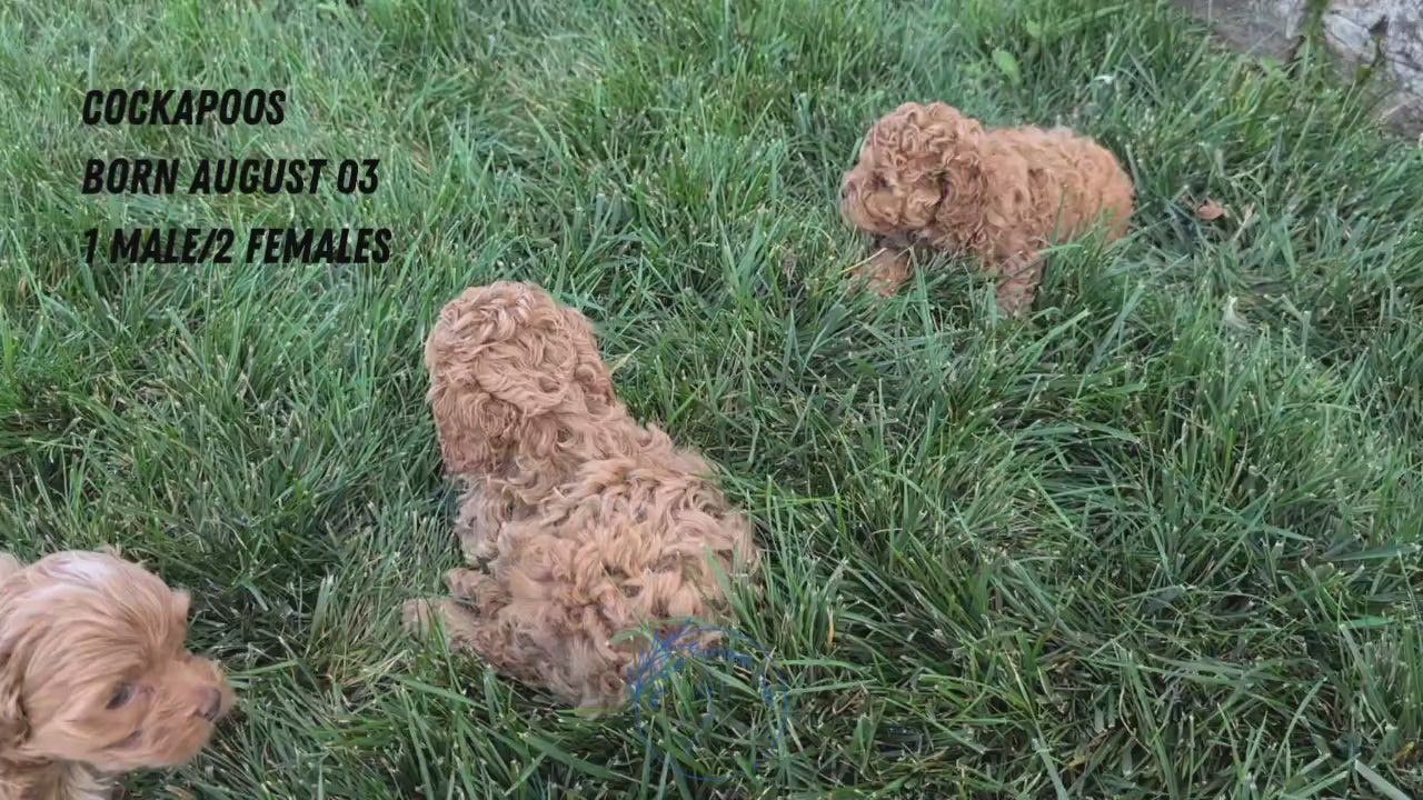 Load video: 