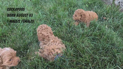 COCKAPOO (08/03) FEMALE