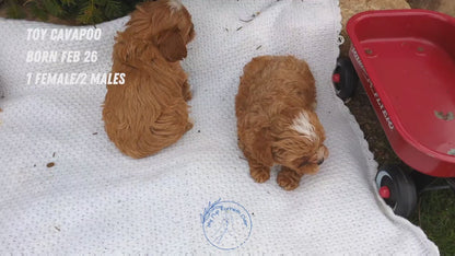 TOY CAVAPOO (02/26) MALE