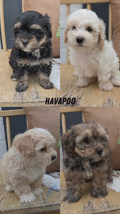 HAVAPOO (05/24) FEMALE