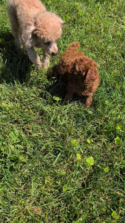TOY POODLE (JUL 12) 1 FEMALE