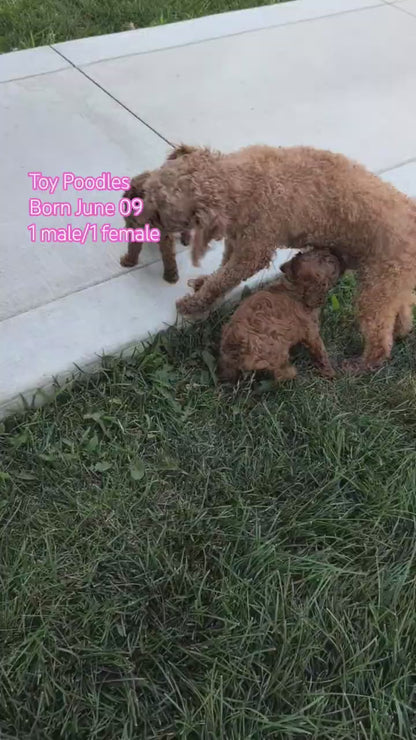TOY POODLE (JUN 09) MALE