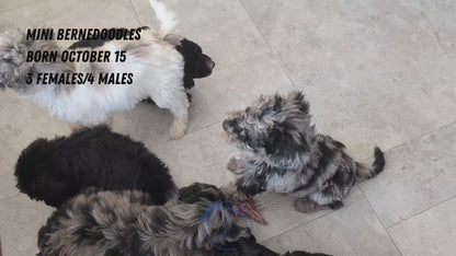 MINI BERNEDOODLE (OCT 15) MALES