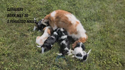 CAVALIER (MAY 30) MALES
