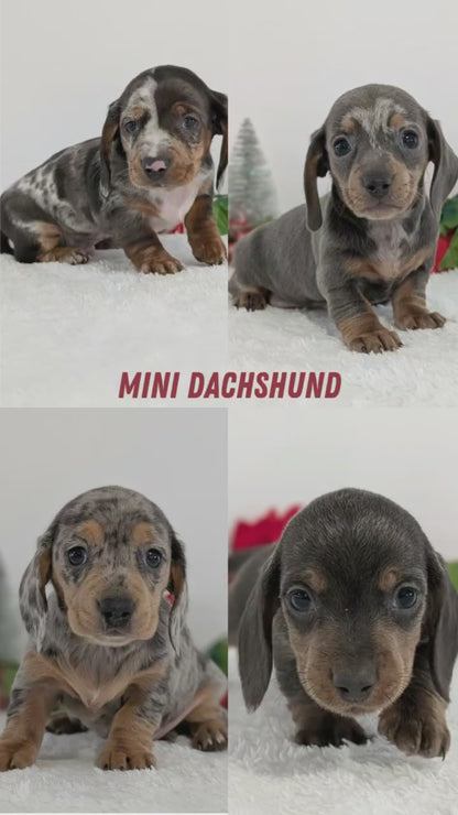 MINI DACHSHUND (OCT 20) MALES