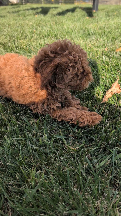 COCKAPOO (08/03) FEMALE