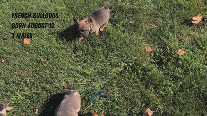 FRENCH BULLDOG (08/12) MALE