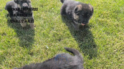 GERMAN SHEPHERD (MAR 28) FEMALE