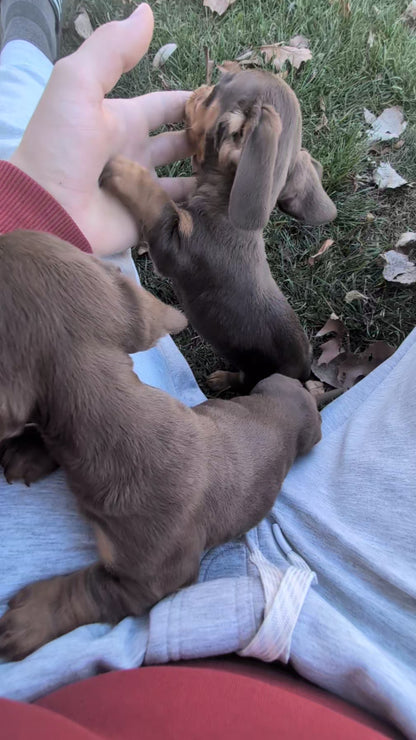 MINI DACHSHUND (09/22) MALE