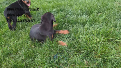 DOBERMAN PINSCHER (03/22) MALE