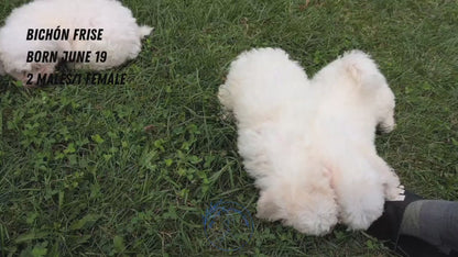 BICHON FRISE (06/19) FEMALE