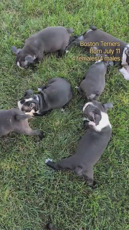 BOSTON TERRIER (JUL 11) 4 FEMALES/4 MALES