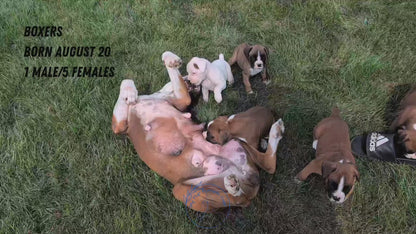 BOXER (08/20) FEMALE