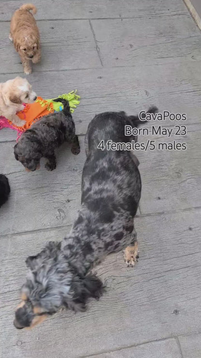 CAVAPOO (MAY 23) MALES
