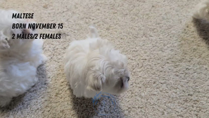 MALTESE (NOV 15) MALES