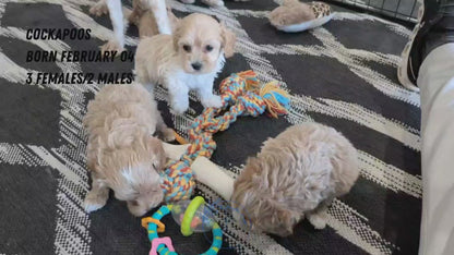 COCKAPOO (FEB 04) MALES