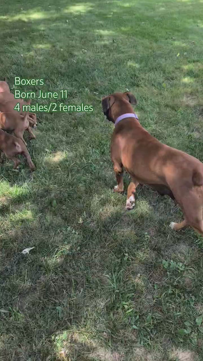 BOXER (JUN 11) MALES