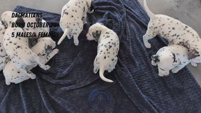 DALMATIAN (OCT 26) MALES
