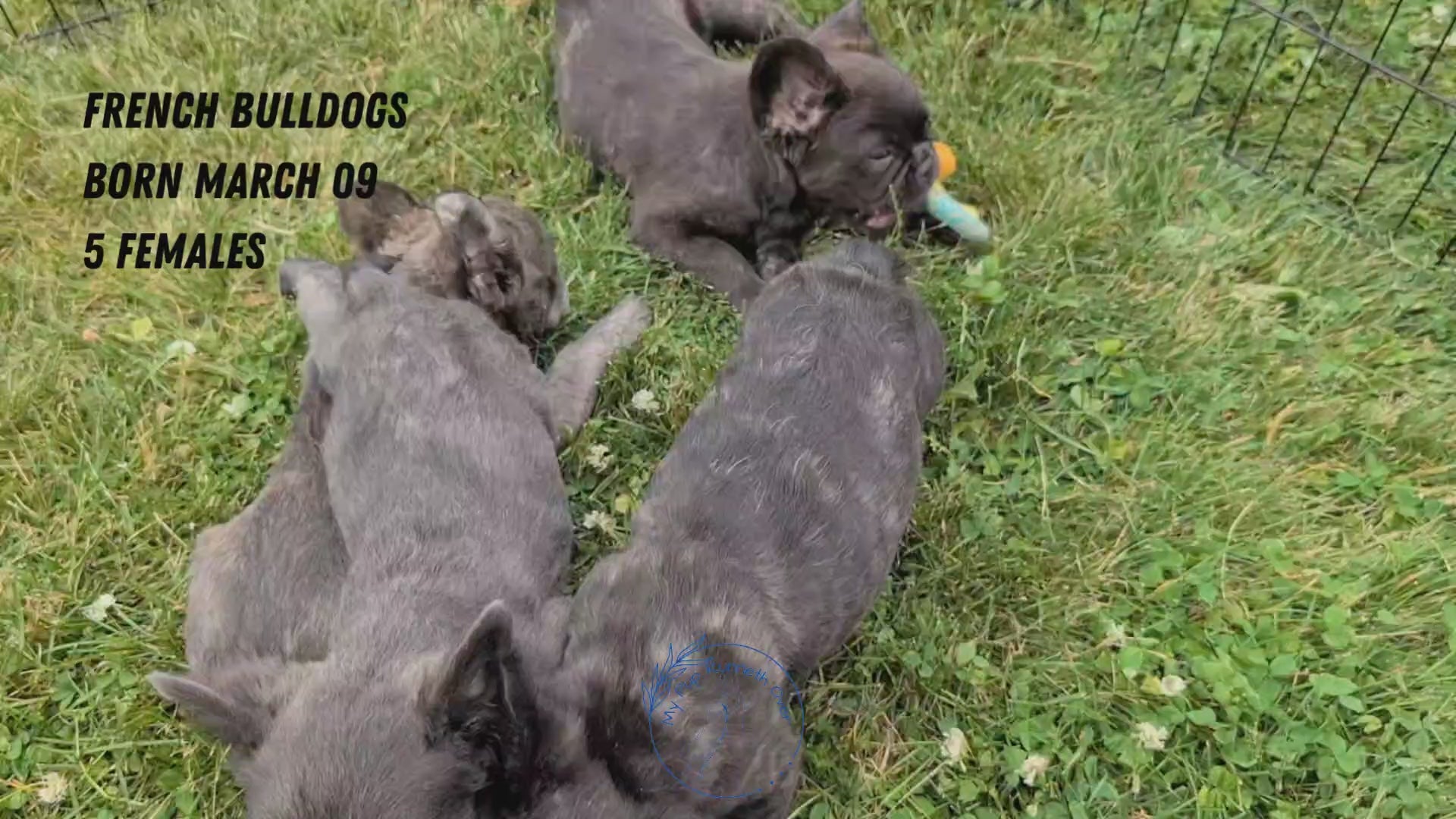Load video: 