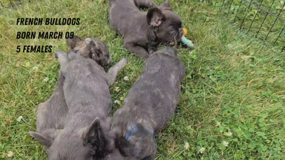 FRENCH BULLDOG (MAR 09) FEMALES