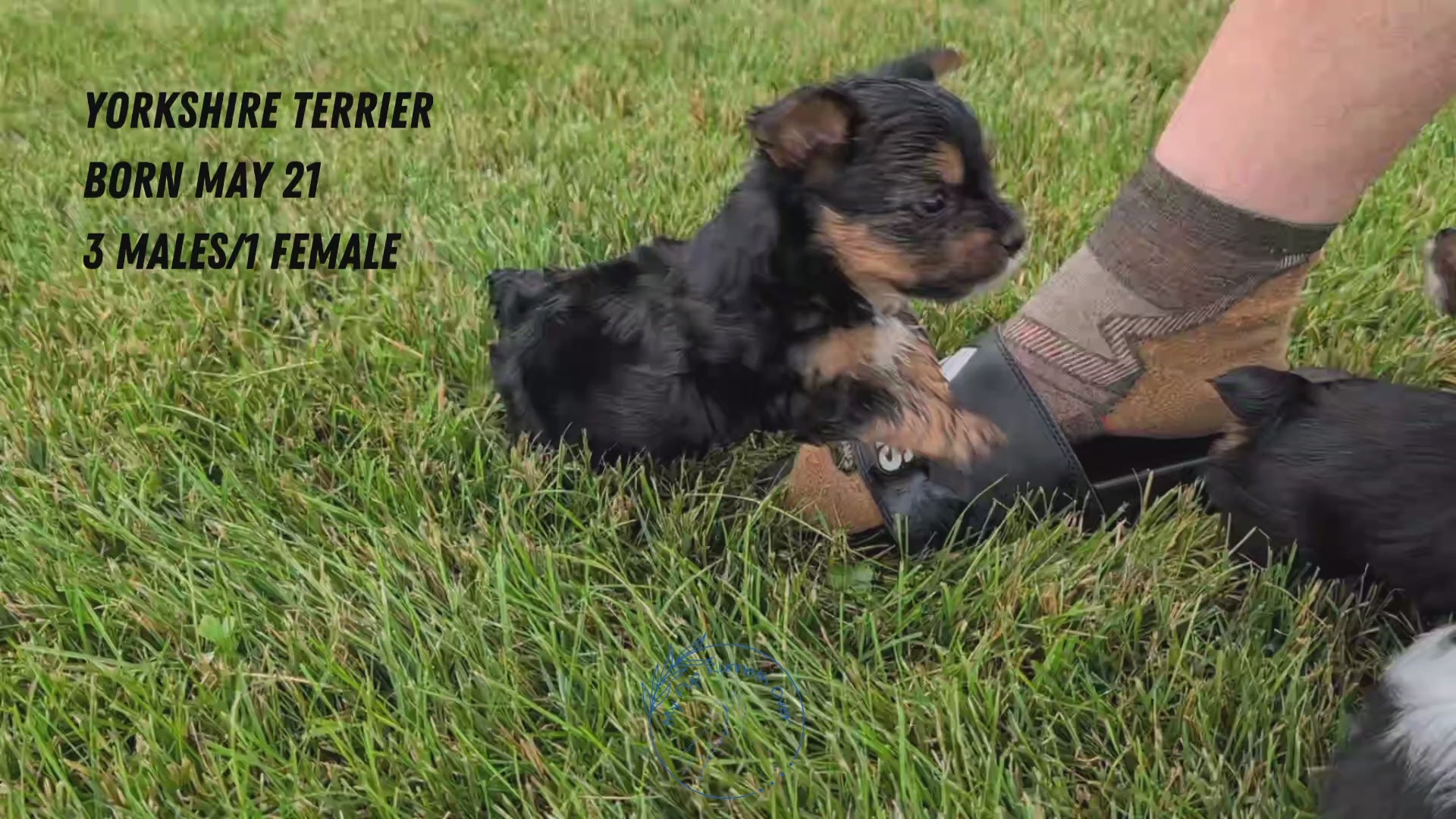 Load video: 