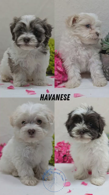 HAVANESE (09/13) FEMALE
