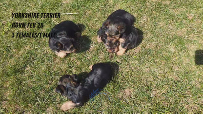 YORKSHIRE TERRIER (02/28) MALE
