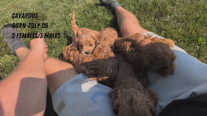 CAVAPOO (07/06) MALE