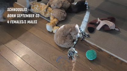 SCHNOODLE (SEP 03) 4 FEMALES/3 MALES
