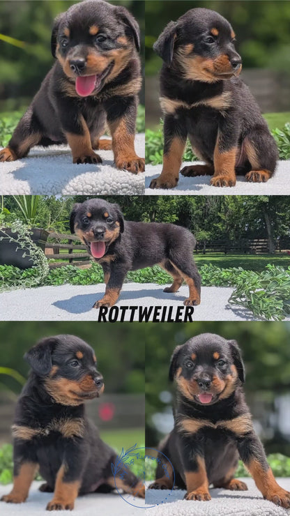 ROTTWEILER (05/28) FEMALE