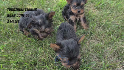 YORKSHIRE TERRIER (06/05) MALE