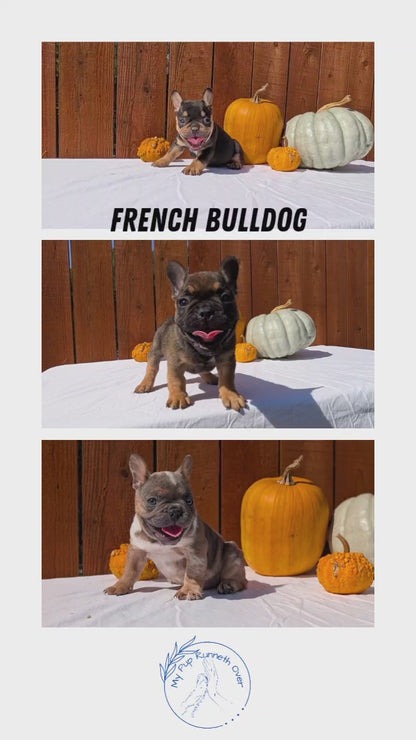 FRENCH BULLDOG (08/12) MALE