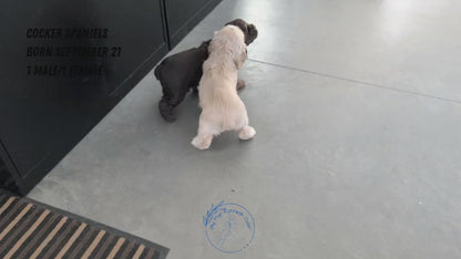 COCKER SPANIEL (09/21) MALE