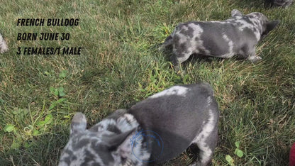 FRENCH BULLDOG (06/30) MALE