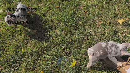 FRENCH BULLDOG (07/29) MALE