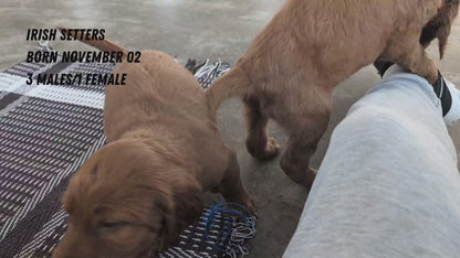 IRISH SETTER (NOV 02) MALES