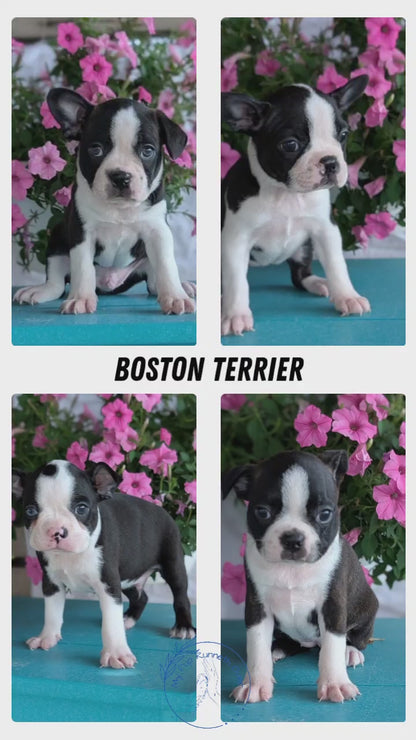 BOSTON TERRIER (06/29) MALE